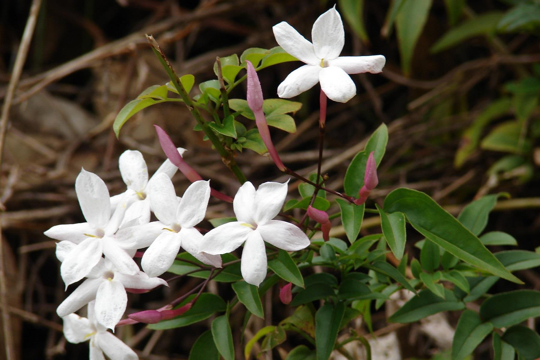 Jasminum polyanthemum Çin yasemin fidanı