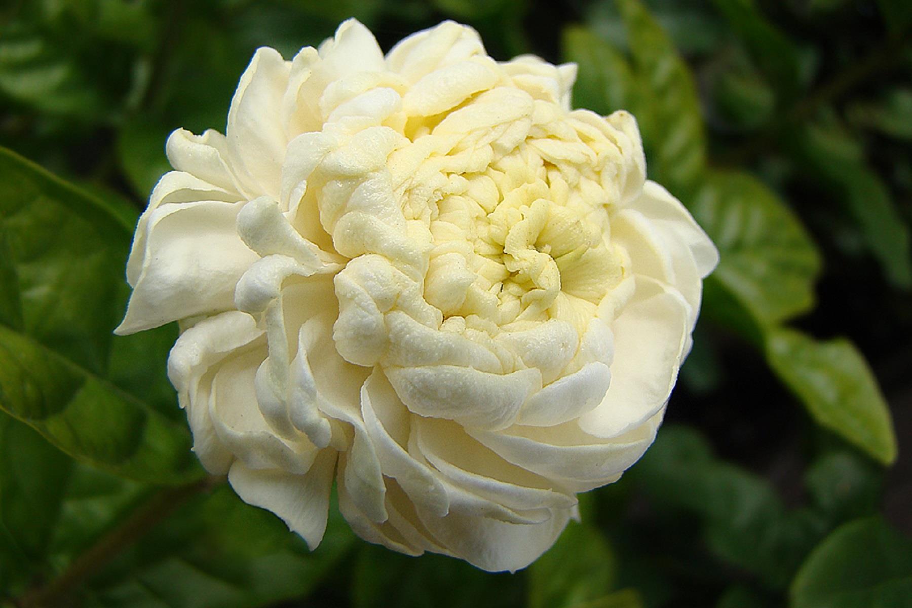 Jasminum sambac Gr. duce of Tosc. İZMİR FUL FULYA fidanı