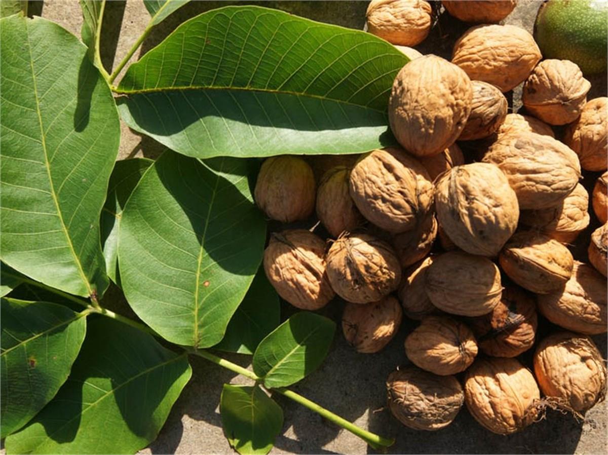 Juglans regia Fernette Ceviz fidanı