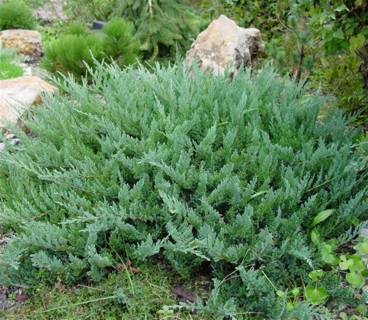 Juniperus horizontalis Yayılıcı ardıç sürünücü ardıç fidanı