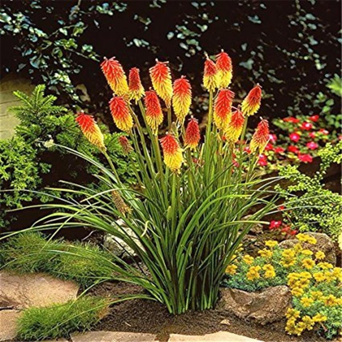 Kniphofia uvaria Grandiflora Sarı Kırmızı Meşale Zambağı Fener Çiçeği fidesi