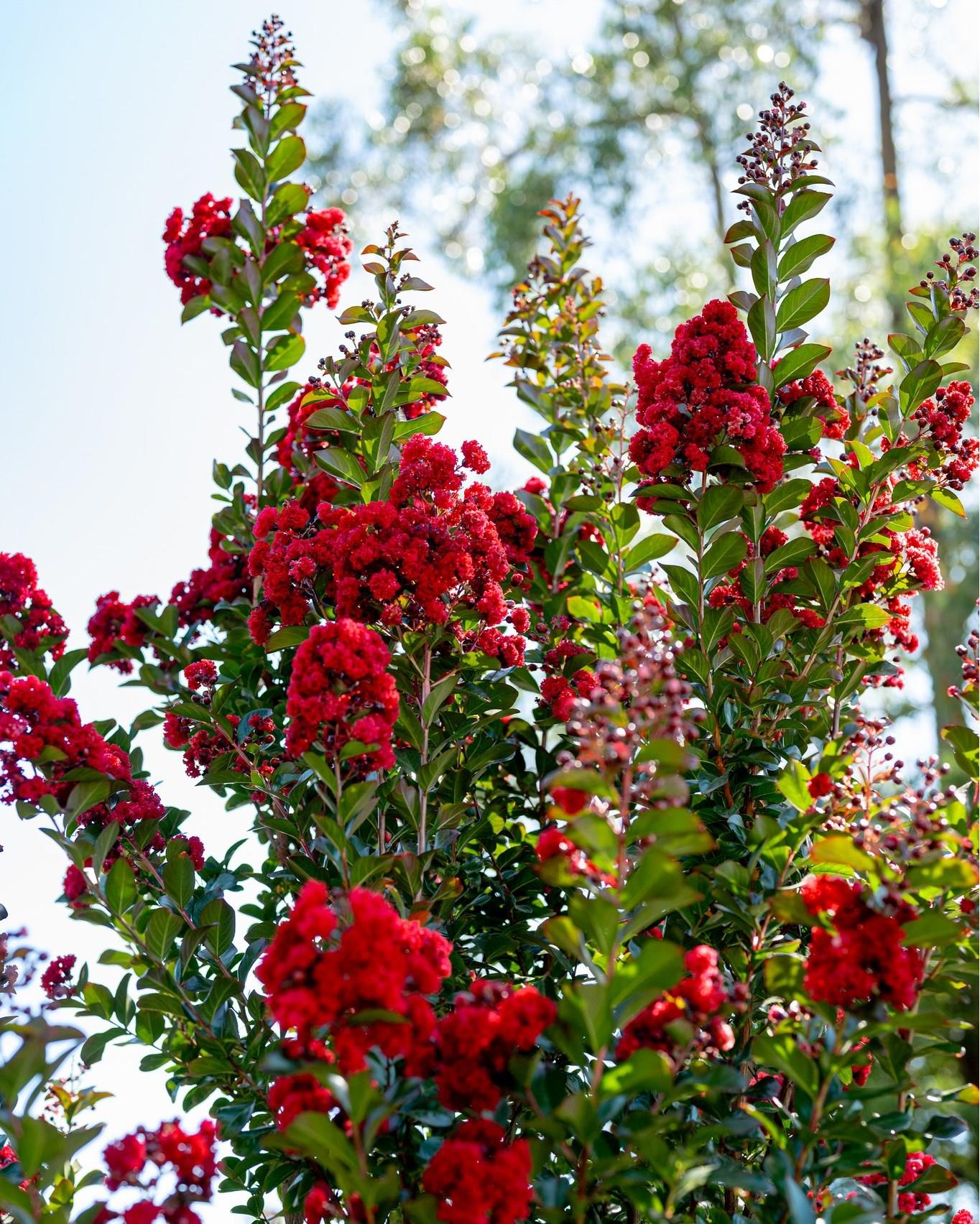 Lagerstroemia indica Hint Leylağı Kırmızı Oya ağacı fidanı-Ruffled Red Magic