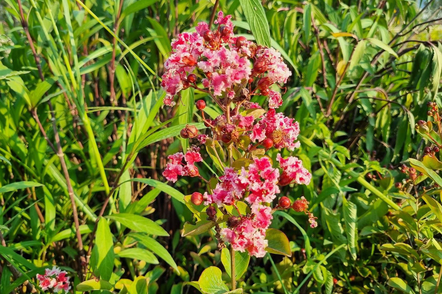 Lagerstroemia indica oya ağacı Berlingot Menthe