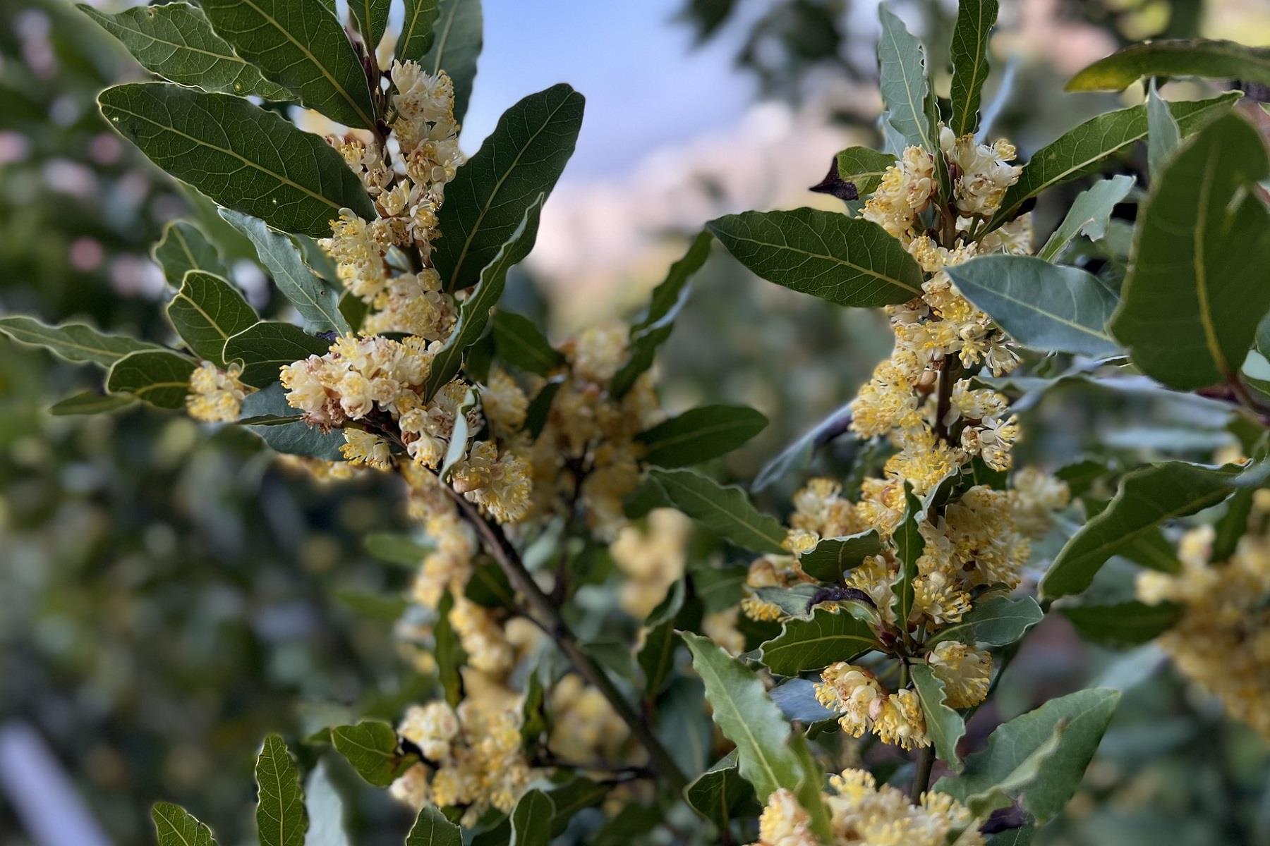 Laurus nobilis Defne fidanı
