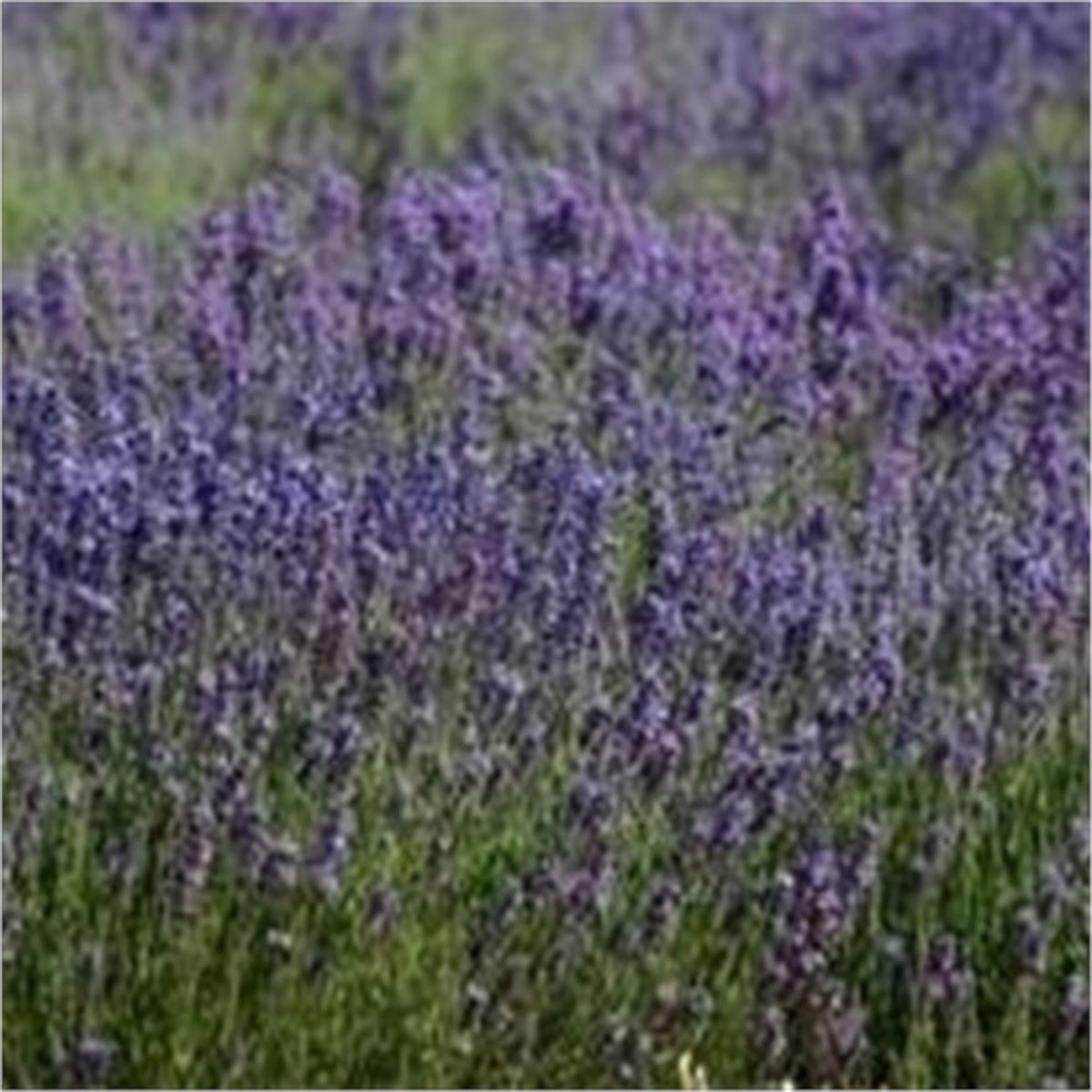 Lavandula Seguret Lavanta fidanı