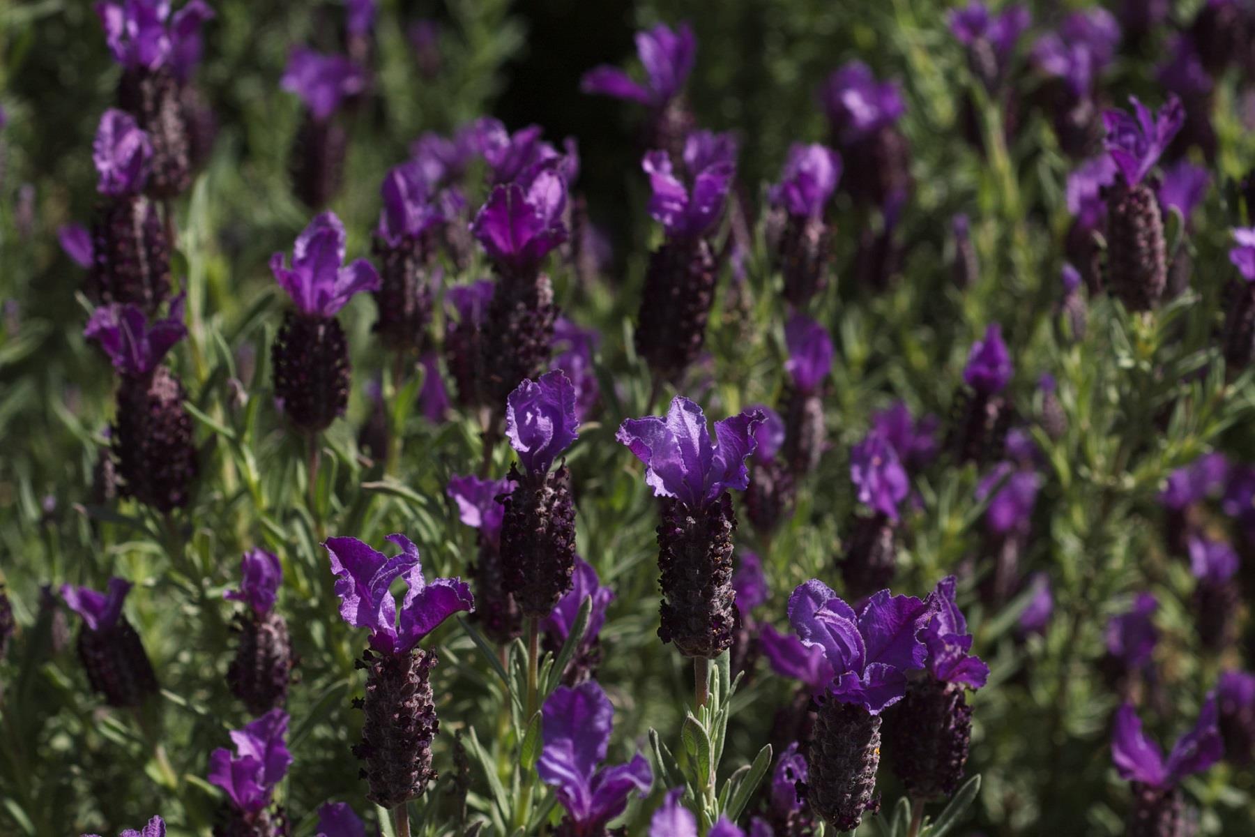 Lavandula stoechas Karabaş otu İspanyol lavanta fidanı