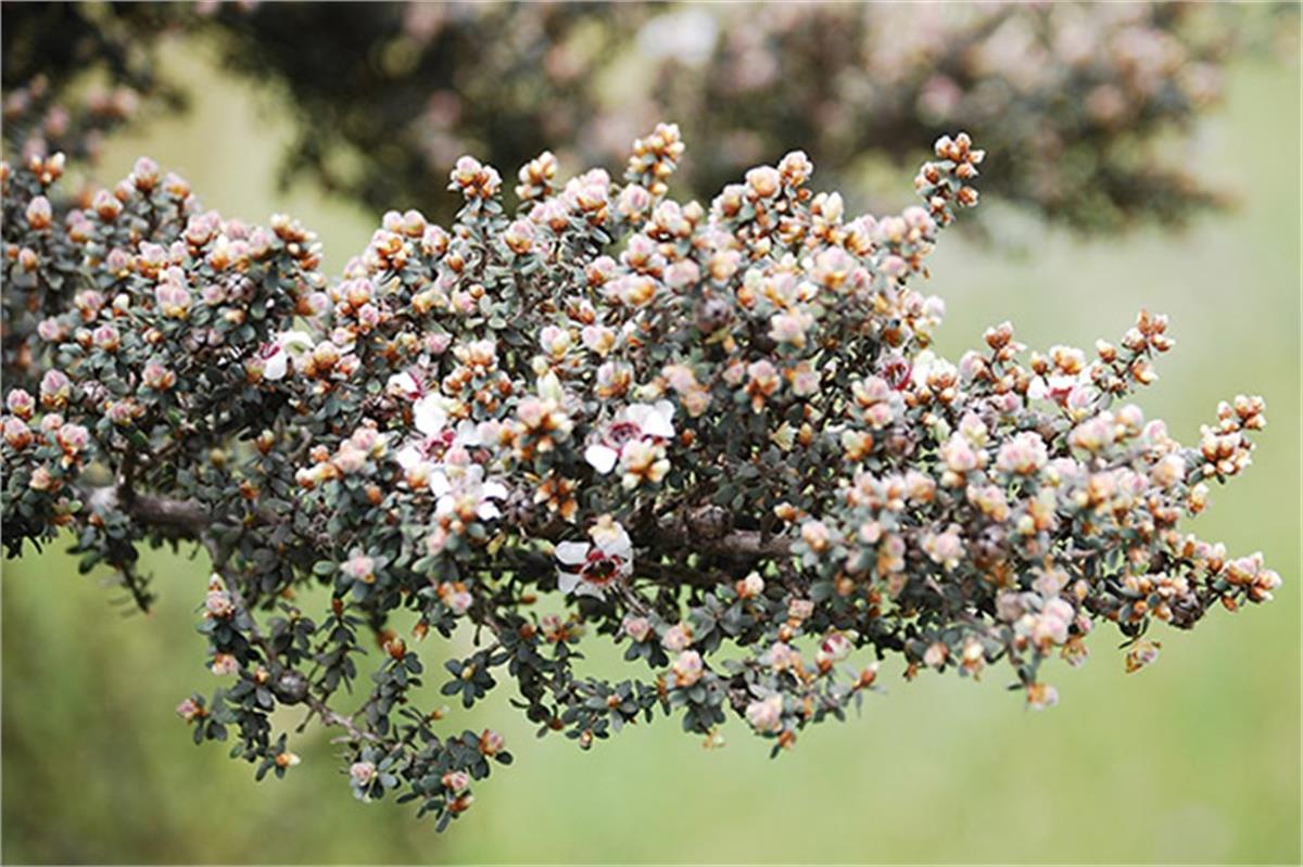 Leptospermum lanigerum Silver sheen okyanus mersini manuka fidanı