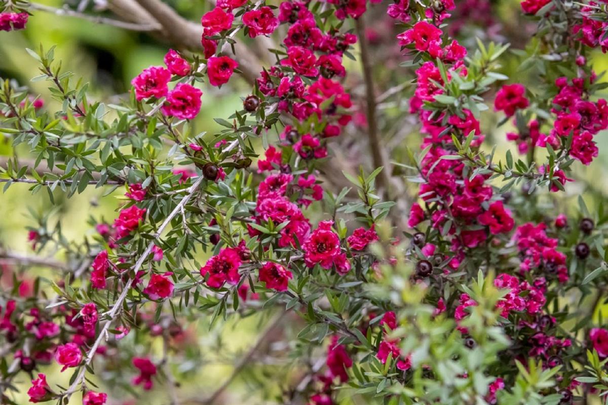 Leptospermum scop. Autumn Glory okyanus mersini manuka çay ağacı - 20-40 cm