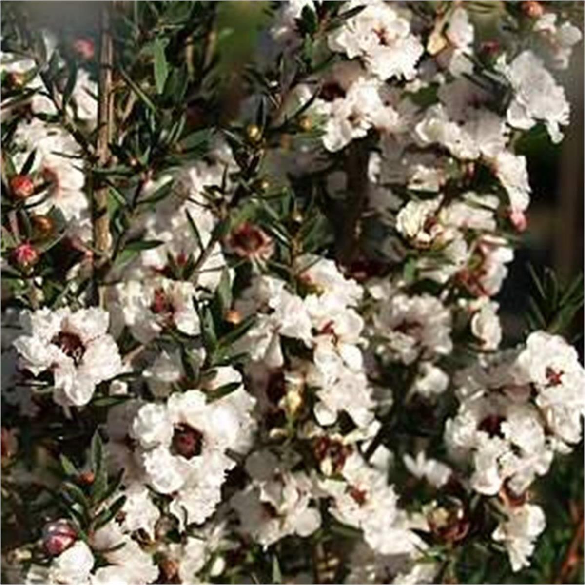 Leptospermum scop. Snow Flurry Okyanus Mersini manuka çay ağacı