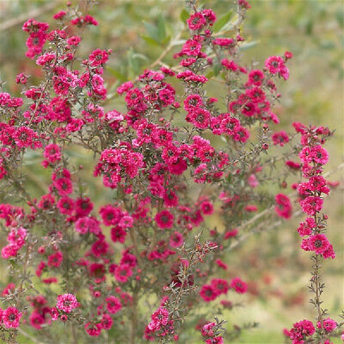 Leptospermum scop. Winter Cheer okyanus mersini manuka çay ağacı