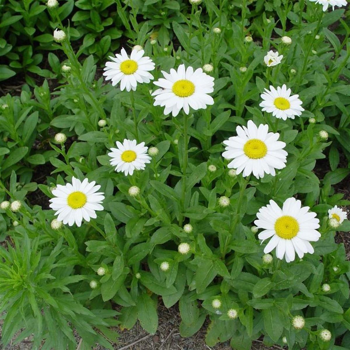 Leucanthemum (S) Superbum Becky Margarita Papatya fidesi