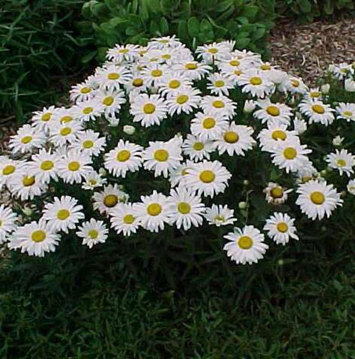 Leucanthemum superbum Dwarf Bodur Margarita papatya fidanı