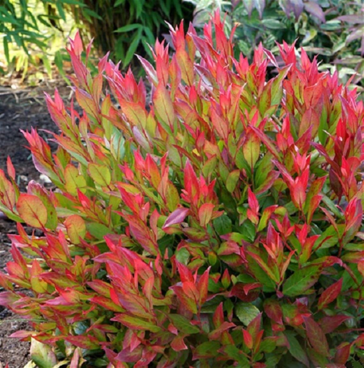Leucothoe fontanesiana Little Flames İt Köstek fidanı