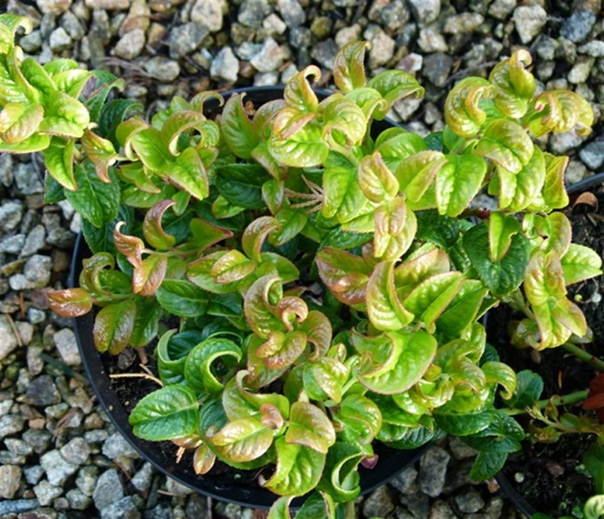 Leucothoe fontanesiana Twisting Red İt Köstek fidanı