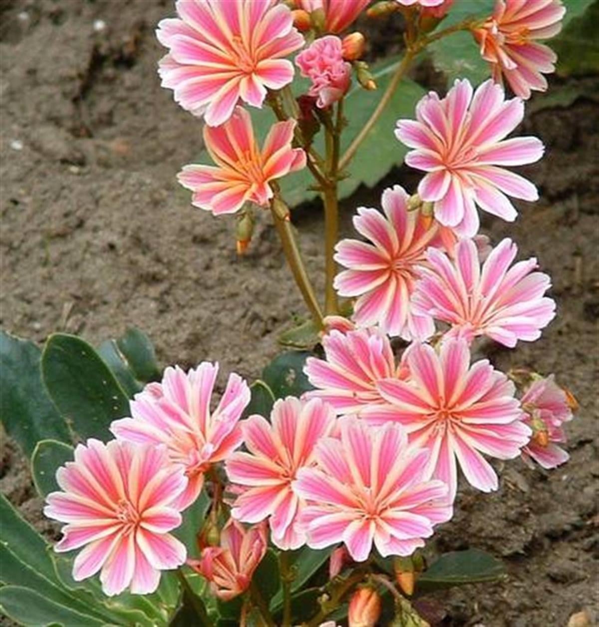 Lewisia cotyledon acıkök çiçeği fidesi