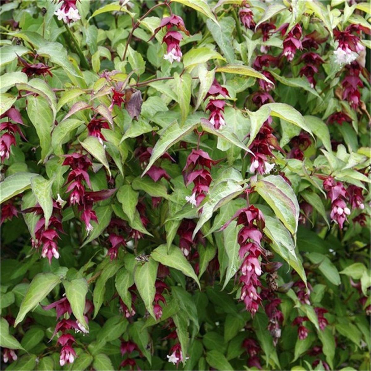 Leycesteria formosa himalaya hanımeli fidanı