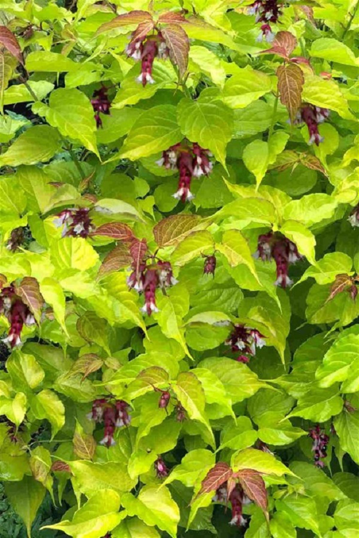 Leycesteria formosa Little Lantarn Himalaya hanımeli fidanı