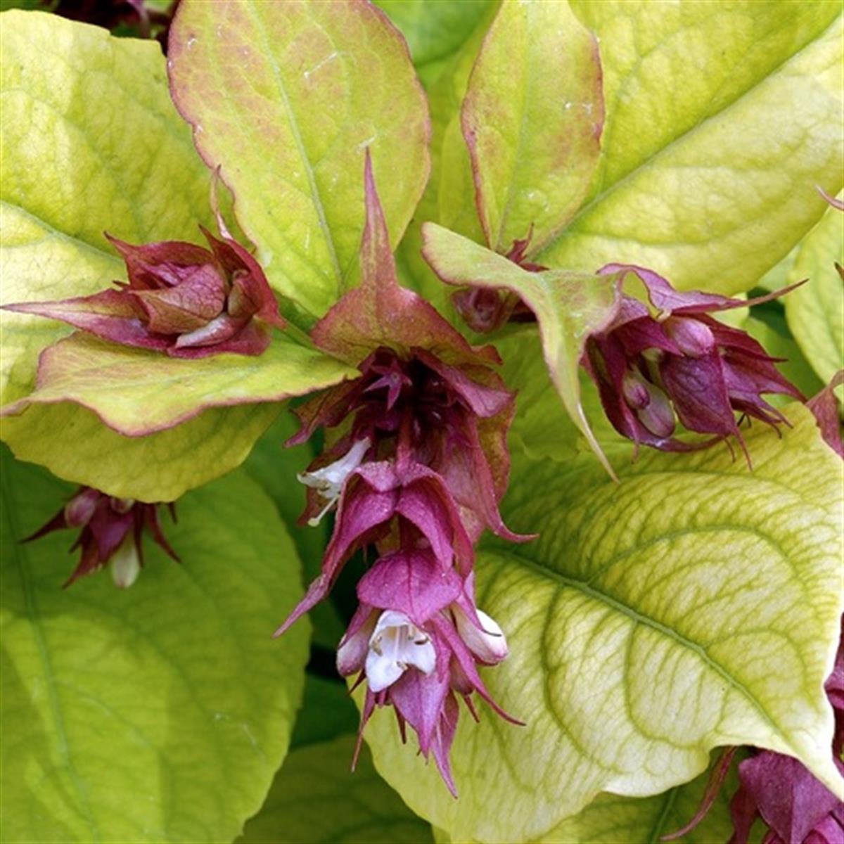 Leycesteria formosa Red Shuttle Himalaya Hanımeli fidanı