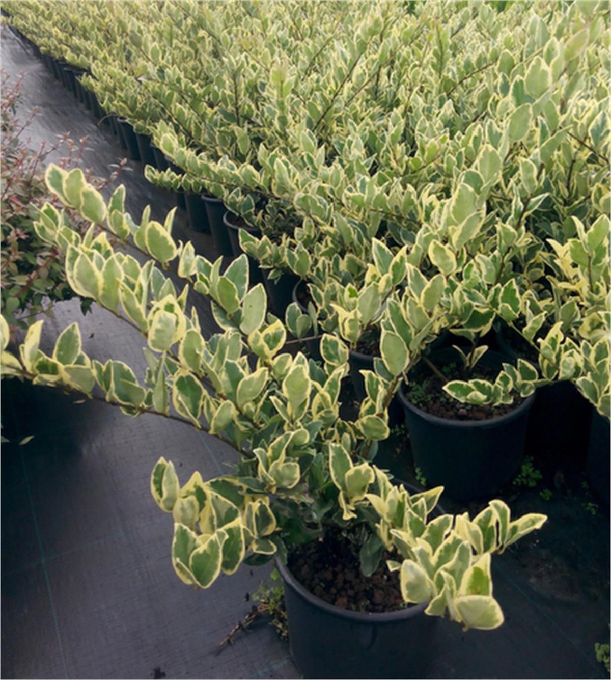 Ligustrum jap Texanum var. Alaca yaprak Kurtbağrı fidanı