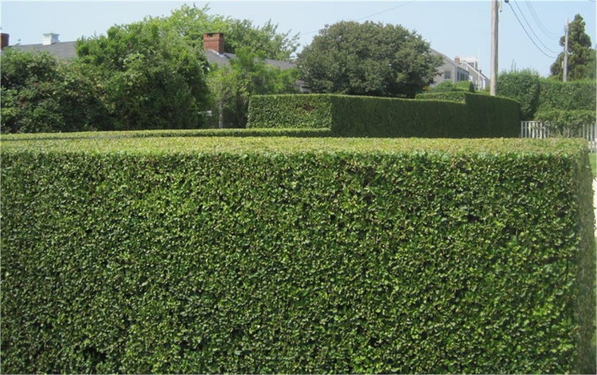 Ligustrum japonica lüküstürüm lükstürüm lükstrüm fidanı