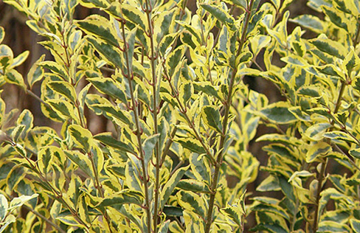 Ligustrum ovalifolium Variegata Alacalı Ligusturum Lükstürüm Lükstrüm fidanı