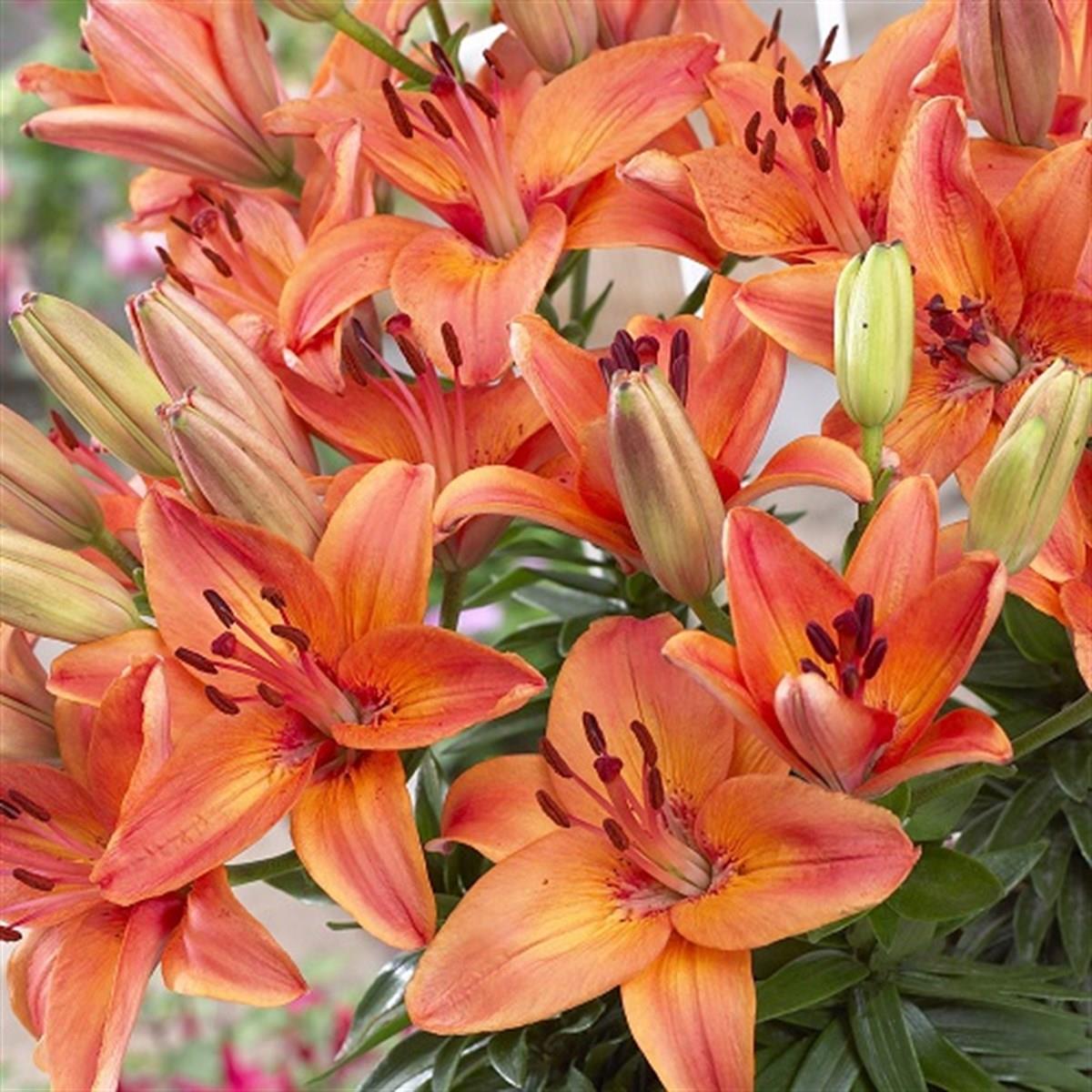 Lilium Lilyum zambak soğanı - Abbeville's pride