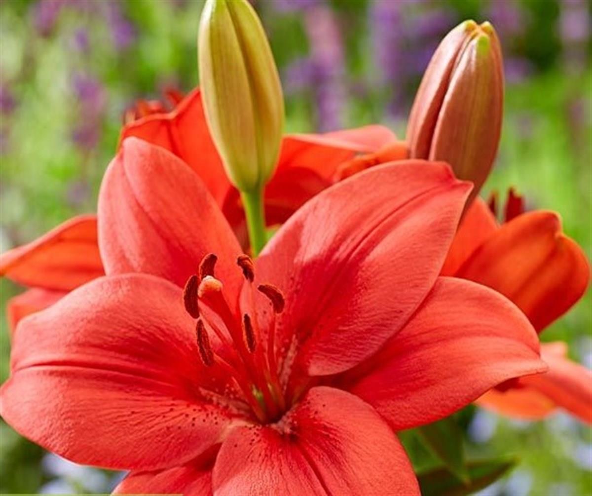 Lilium Lilyum zambak soğanı - Cascavel
