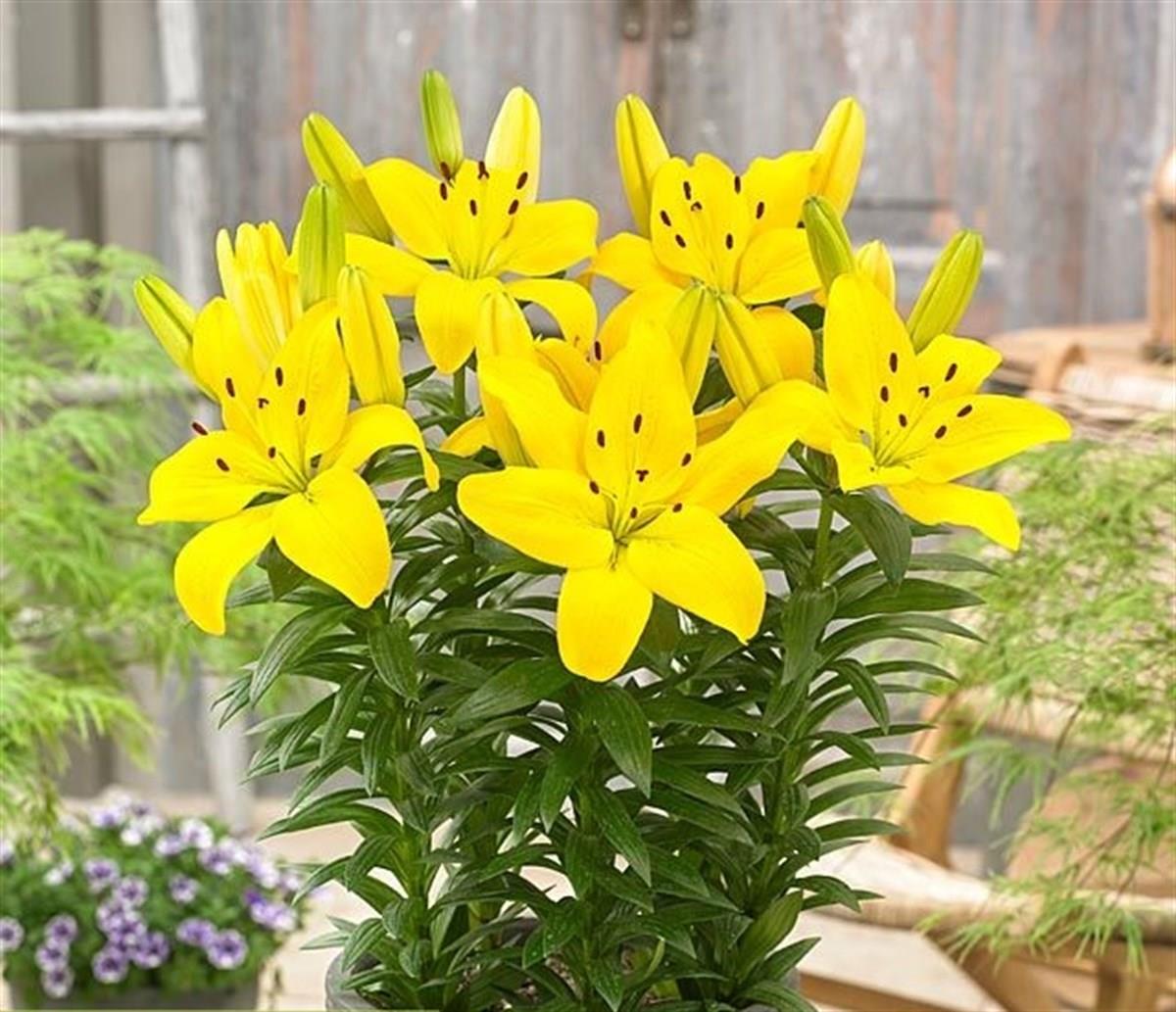 Lilium Lilyum zambak soğanı - Leola