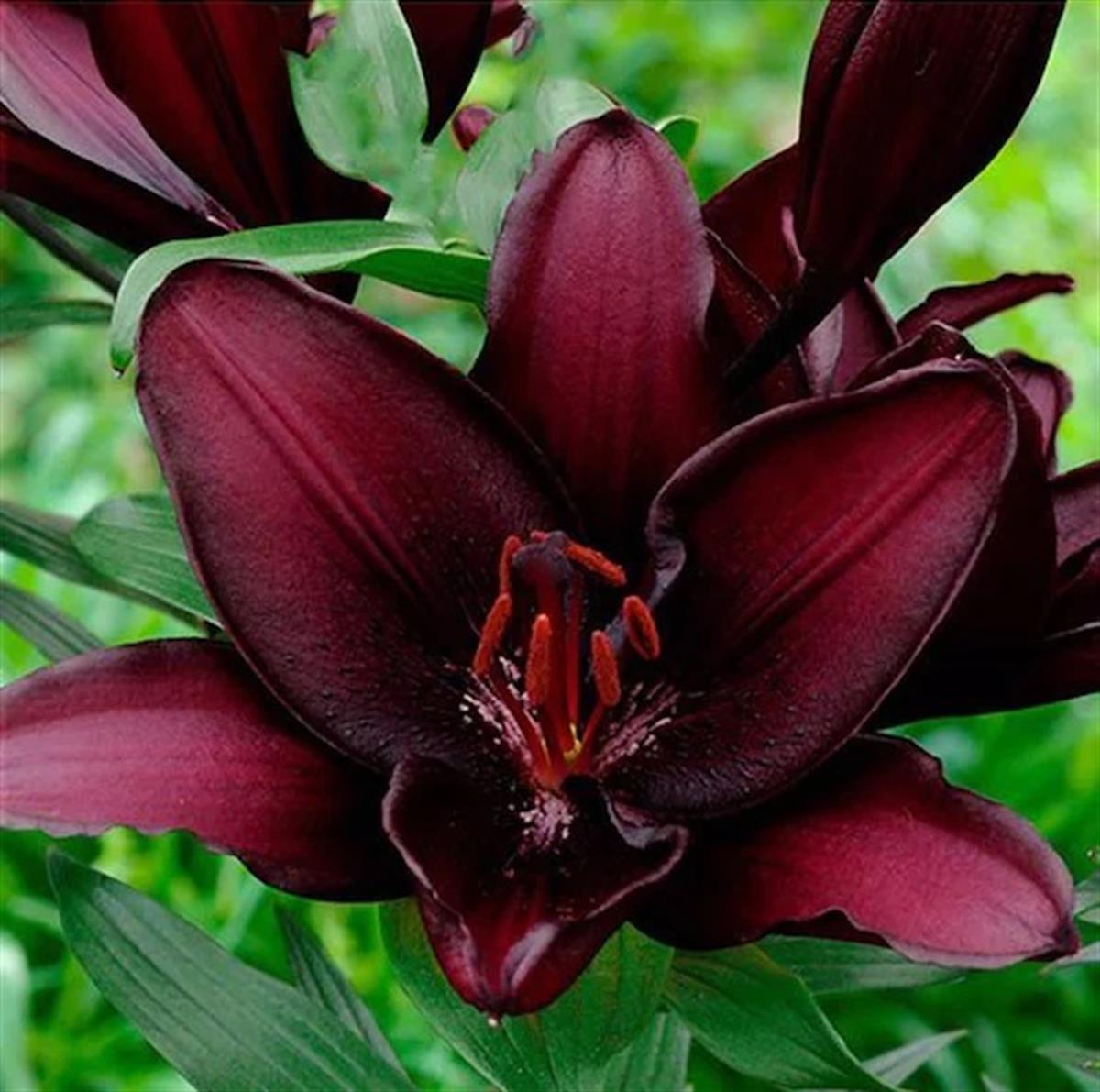 Lilium Lilyum zambak soğanı - Mascara