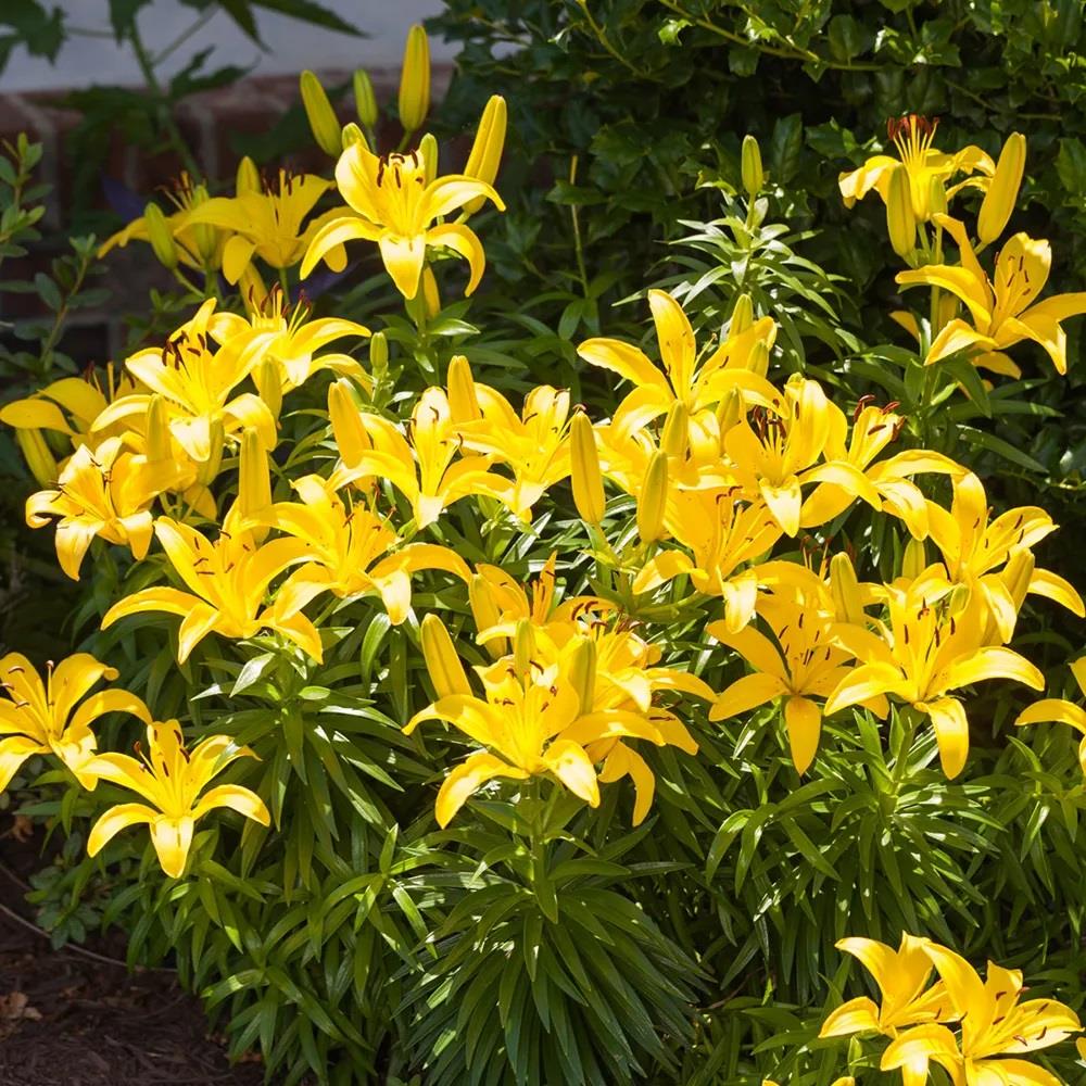Lilium Lilyum zambak soğanı - Rapid Yellow