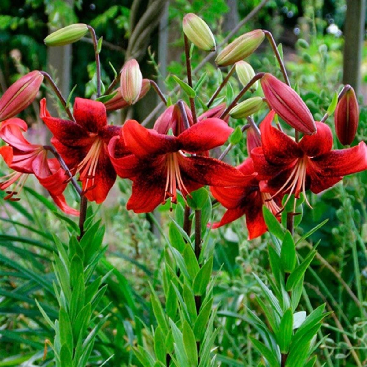 Lilium Lilyum zambak soğanı - Strawberry event