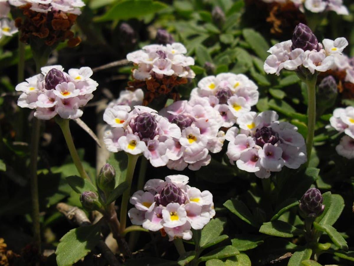 Lippia repens Libya Çimi