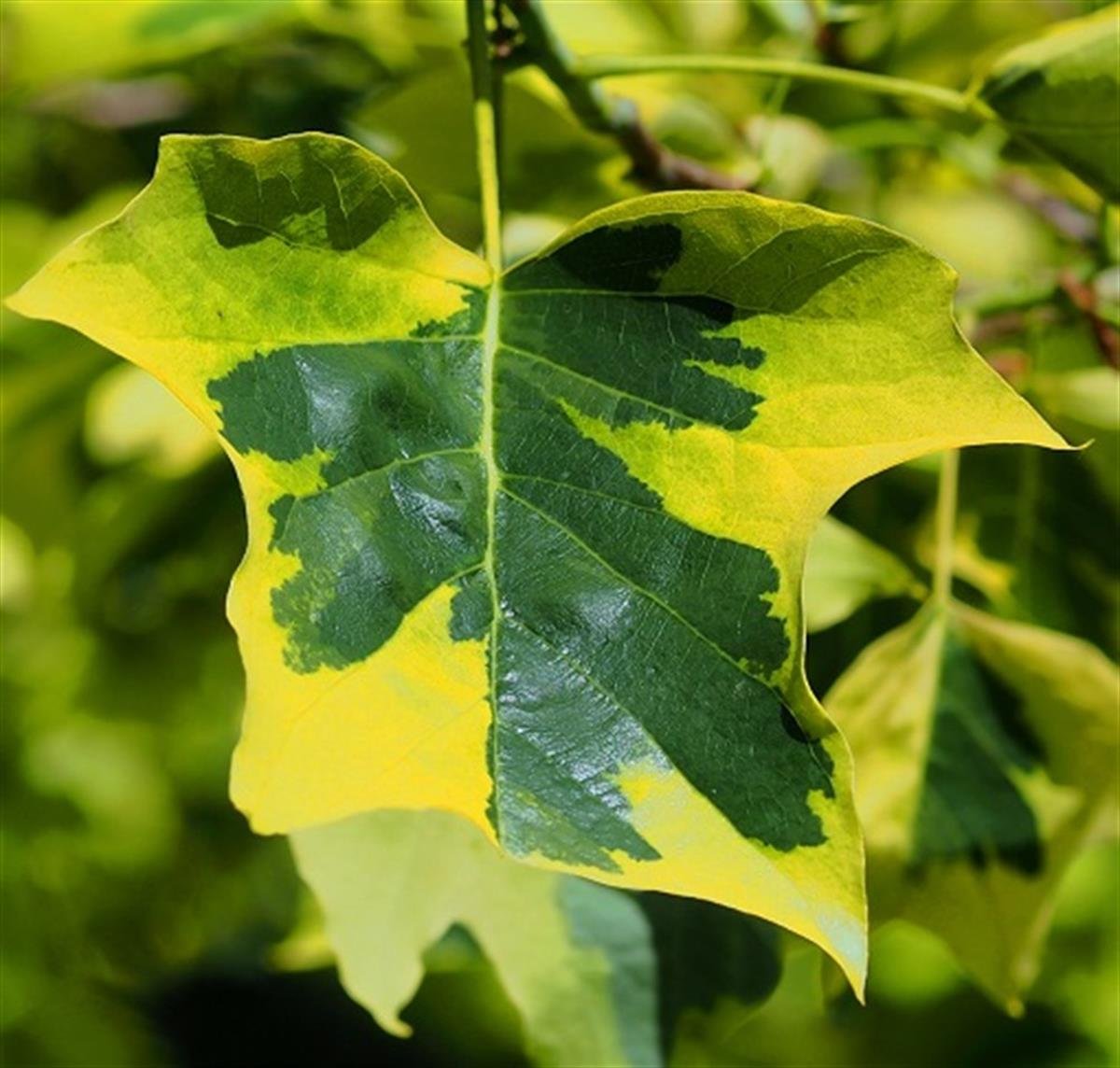 Liriodendron t. Aureomarginata Alaca Yapraklı Lale Ağacı fidanı