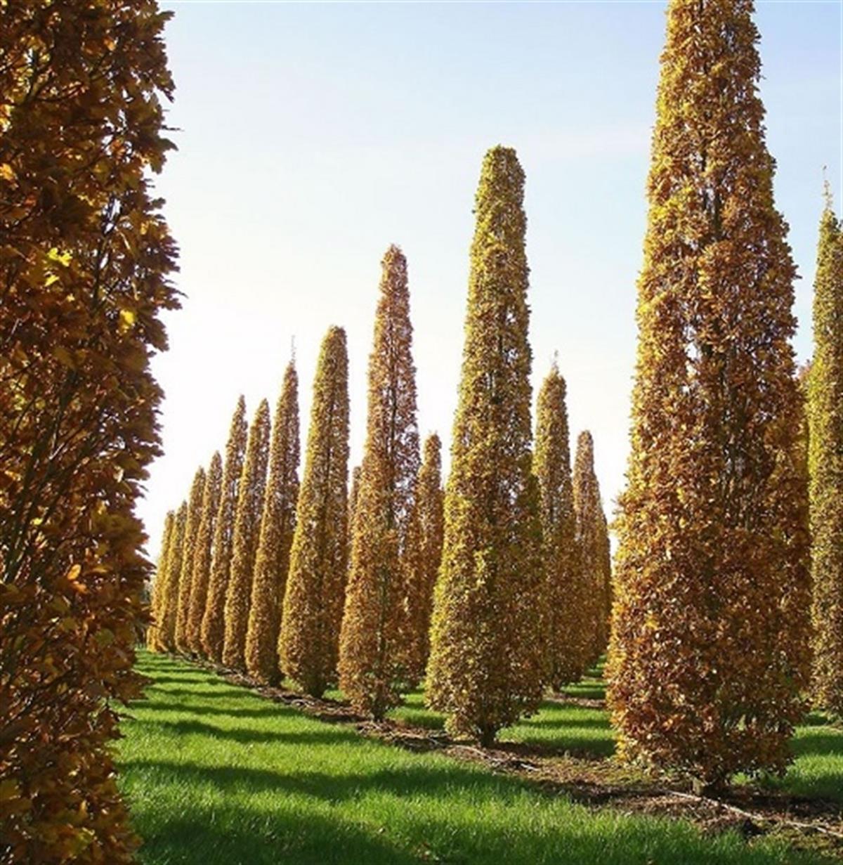 Liriodendron t. Fastigiatum Sütun Lale Ağacı fidan