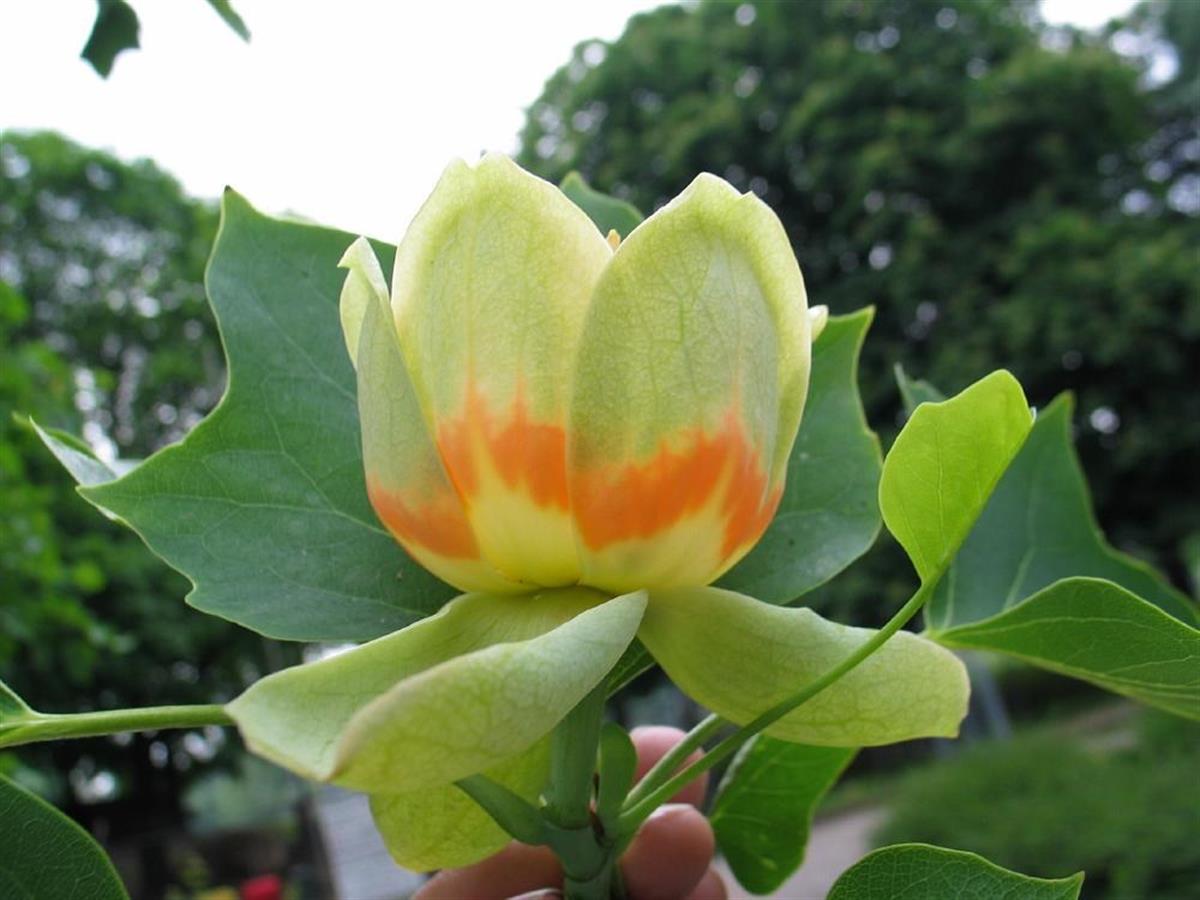 Liriodendron tulipifera Lale Ağacı fidanı