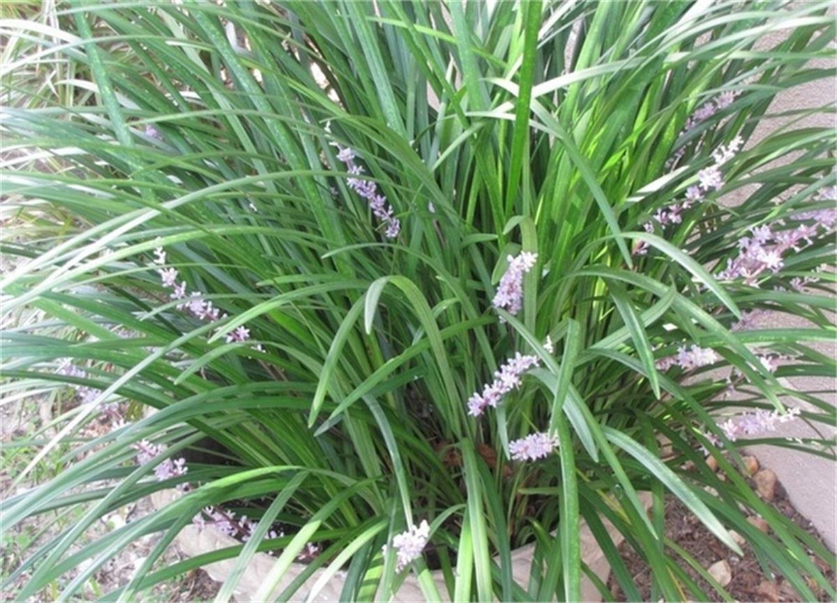 Liriope muscari çim zambağı fidesi