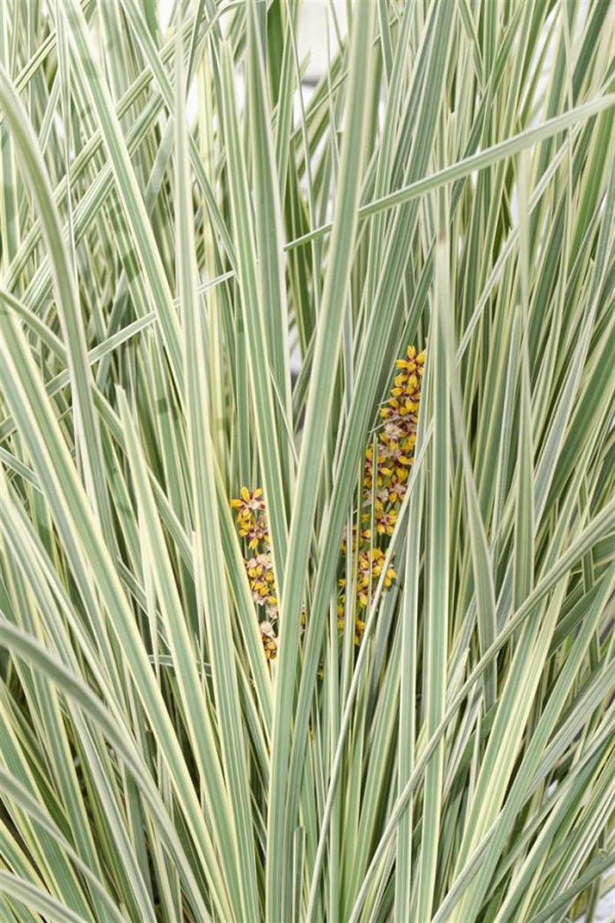 Lomandra longifolia alacalı hasır otu fidesi White Sands