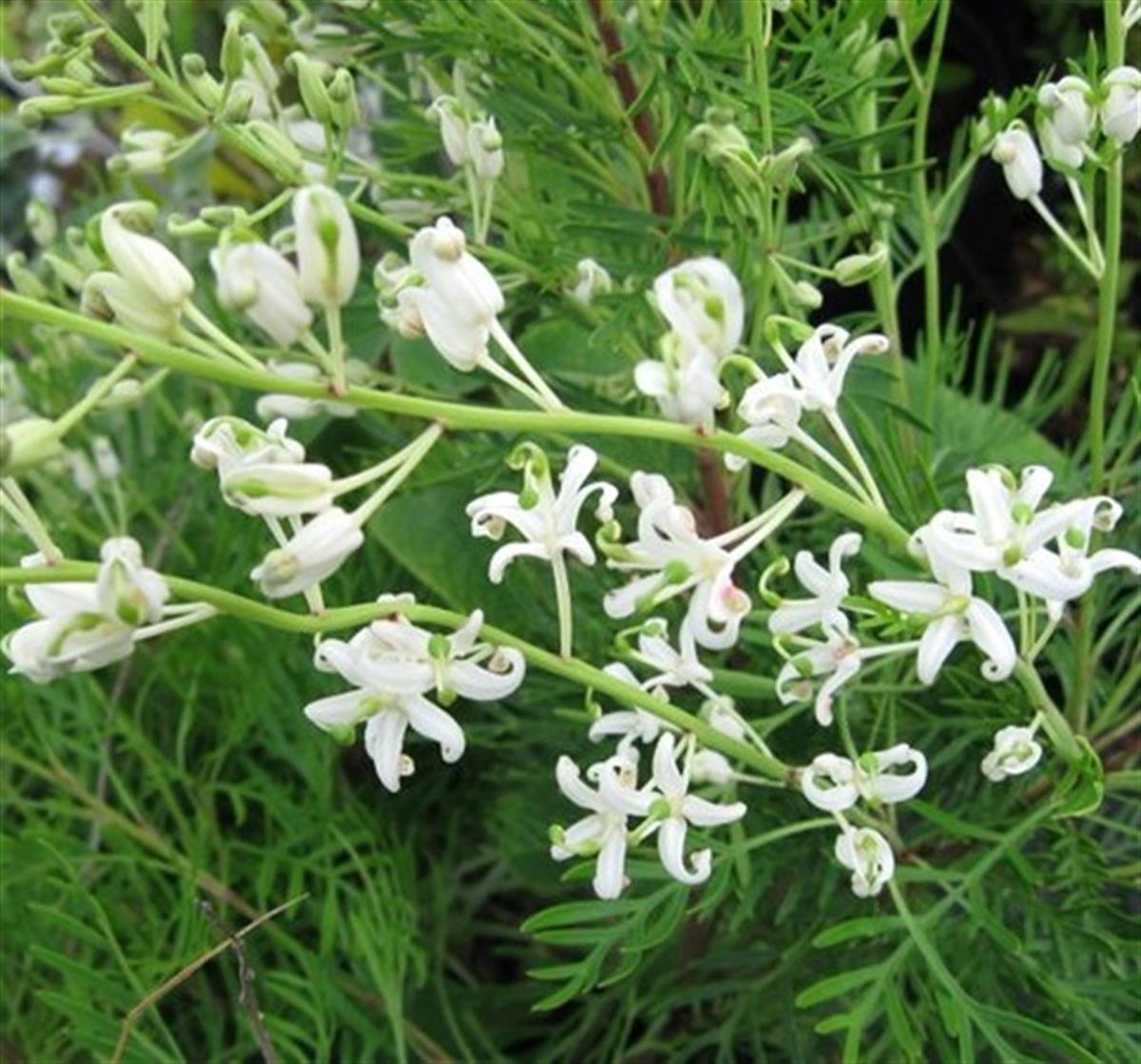 Lomatia tinctoria Gitar Ağacı fidanı