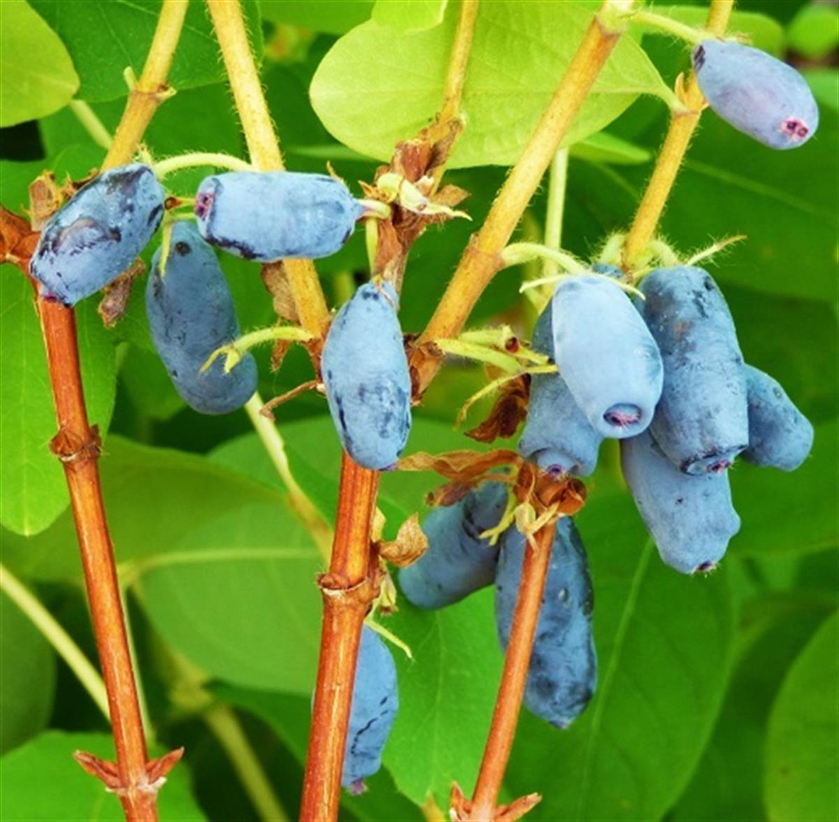 Lonicera caerulea honeybee kamts. honeyberry bal yemişi fidanı