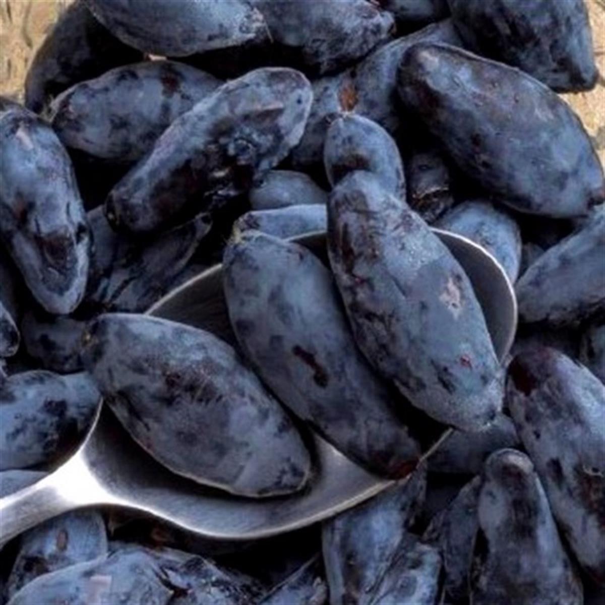 Lonicera caerulea kamts. Leningradsky honeyberry bal yemiş fidanı