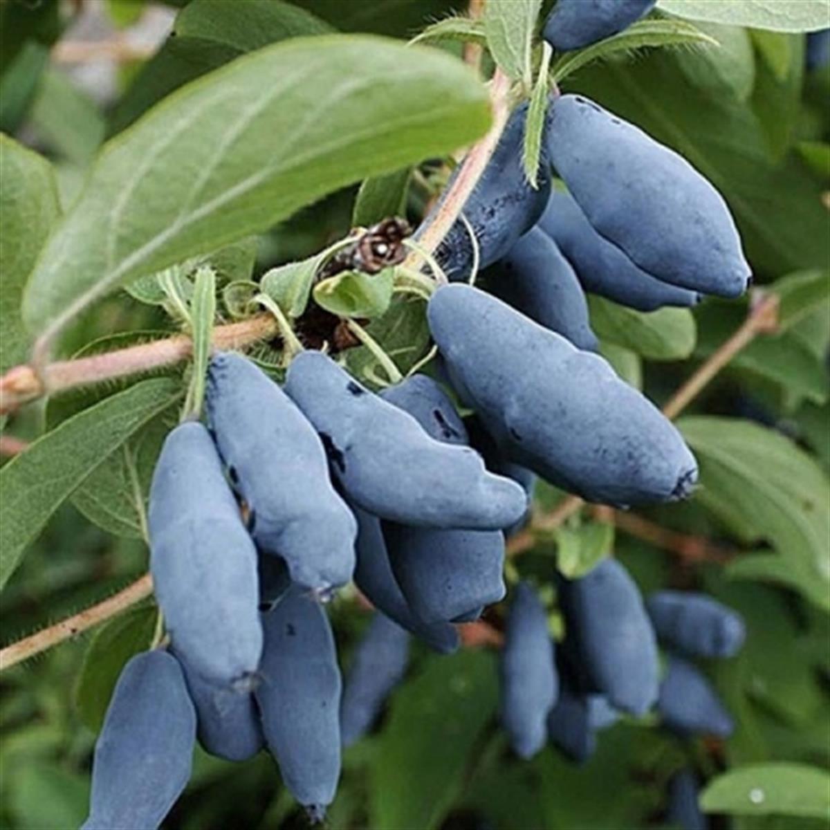 Lonicera caerulea kamtschatica Atut honeyberry bal yemişi fidanı