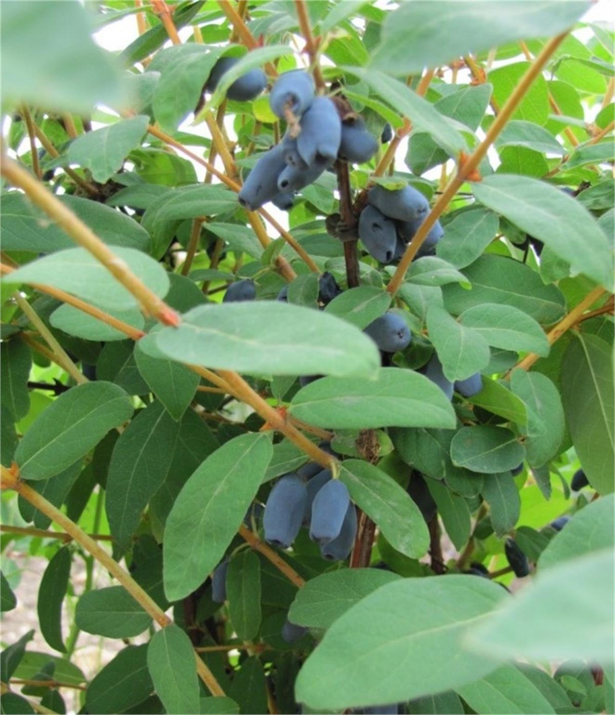 Lonicera caerulea kamtschatica Karina honeyberry bal yemişi fidanı