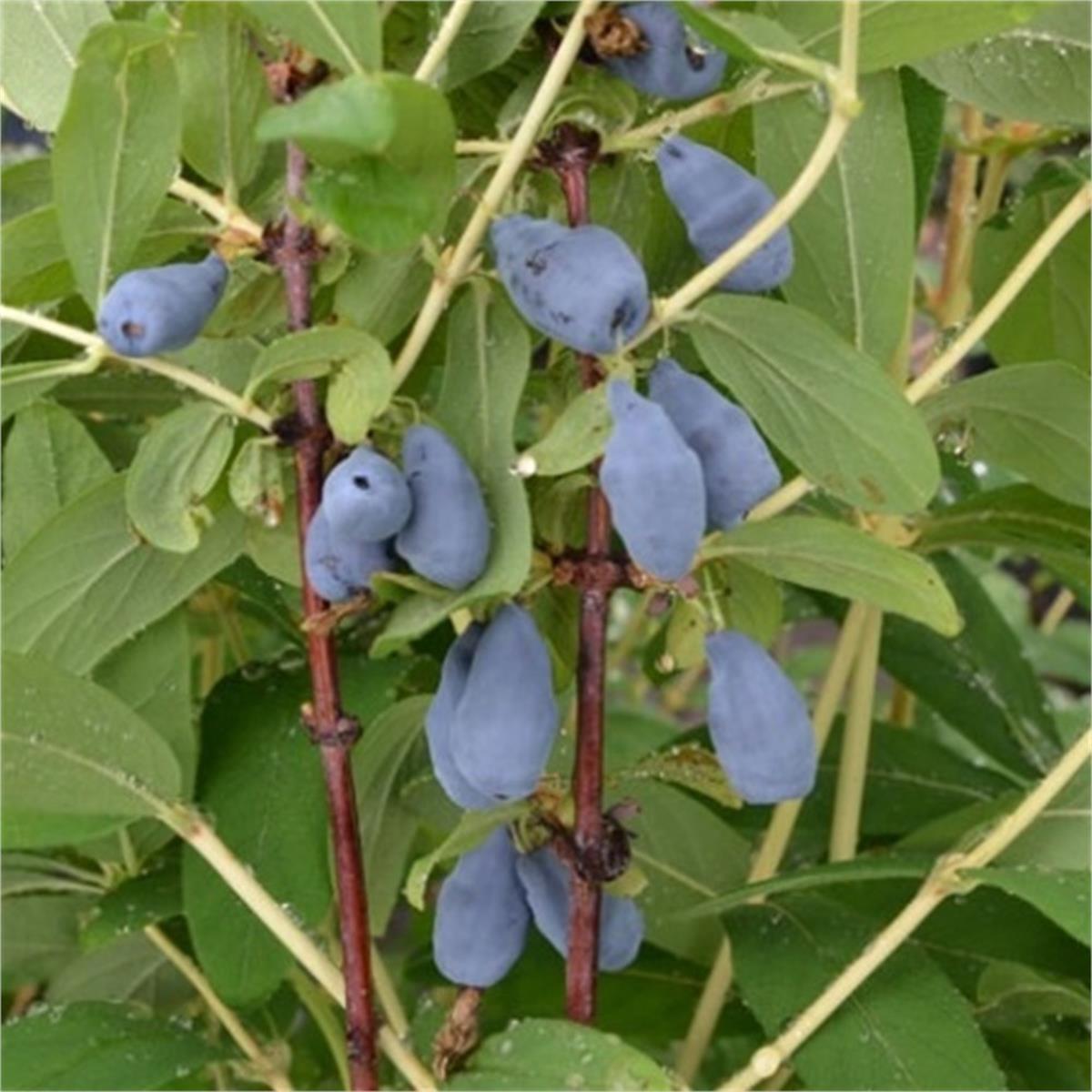Lonicera caerulea kamtschatica Siniczka honeyberry bal yemişi fidanı