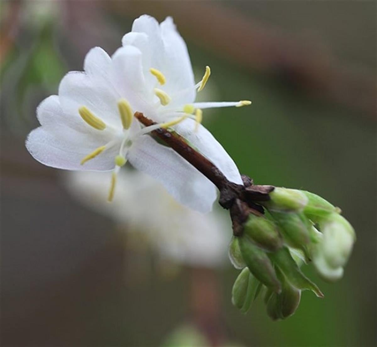 Lonicera fragrant. Çalı Hanımeli fidanı Hatun parmağı