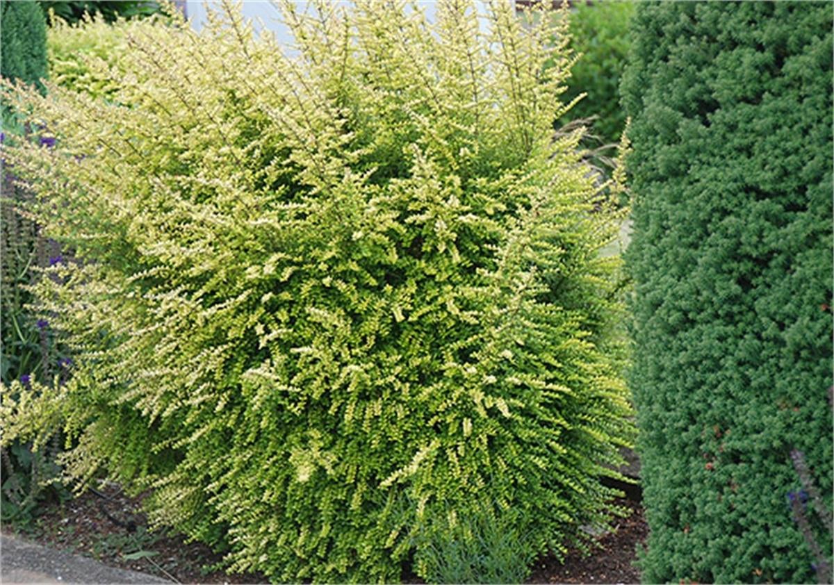 Lonicera nitida Baggesens Gold Alacalı Çalı hanımeli fidanı