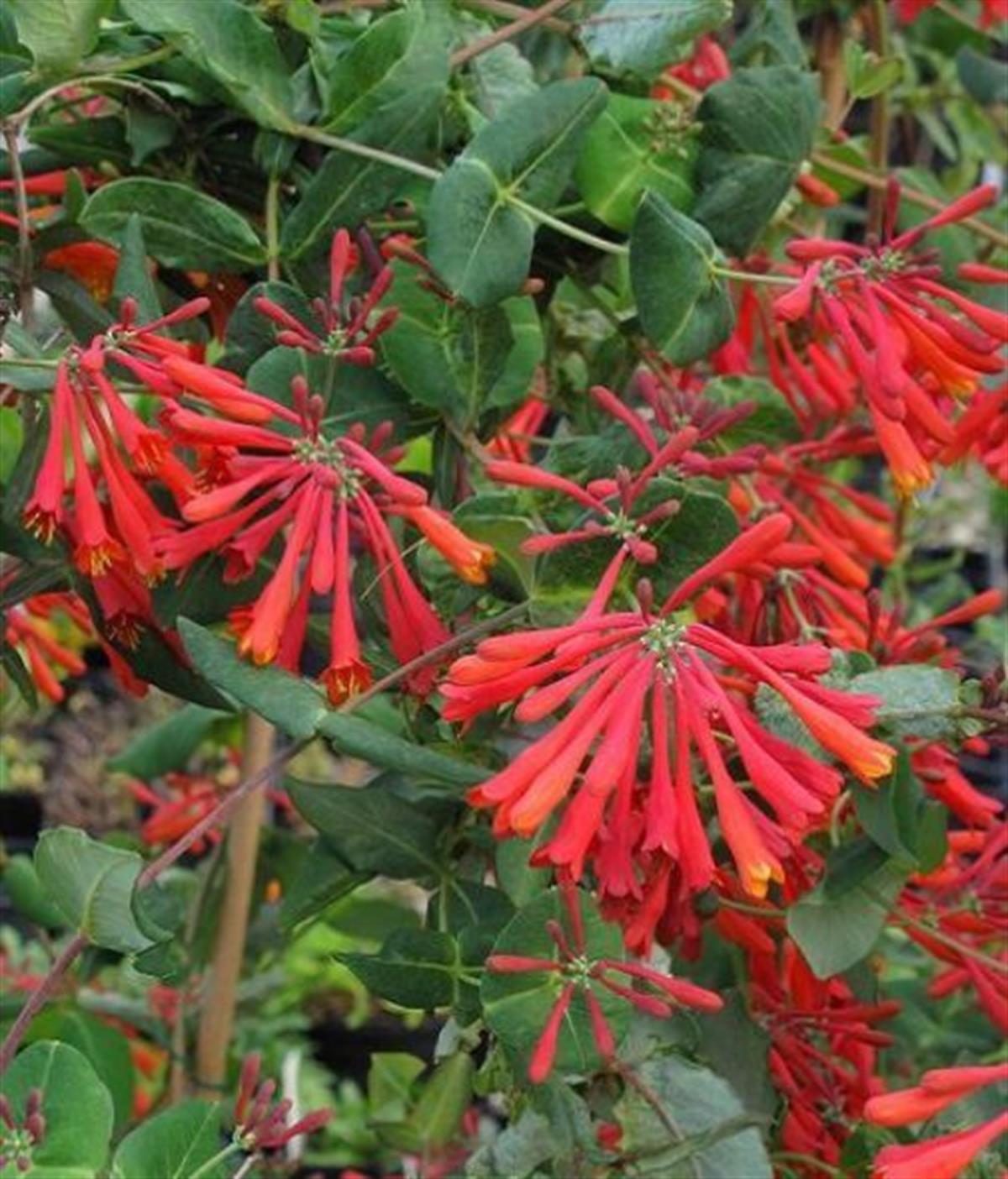 Lonicera periclymenum Belgica kırmızı çiçekli sarmaşık hanımeli fidanı
