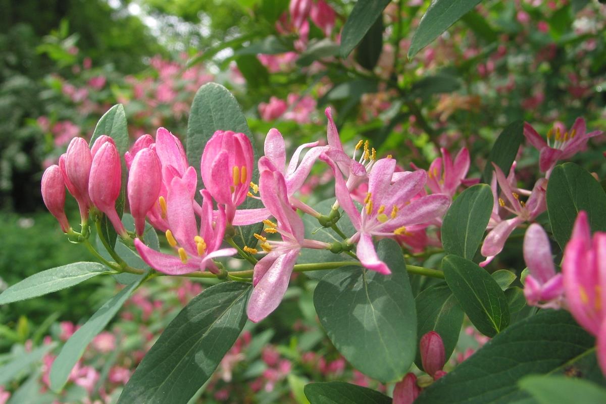Lonicera periclymenum FRAGRANT CLOUD Chojnów sarmaşık hanımeli fidanı - 10-30 cm