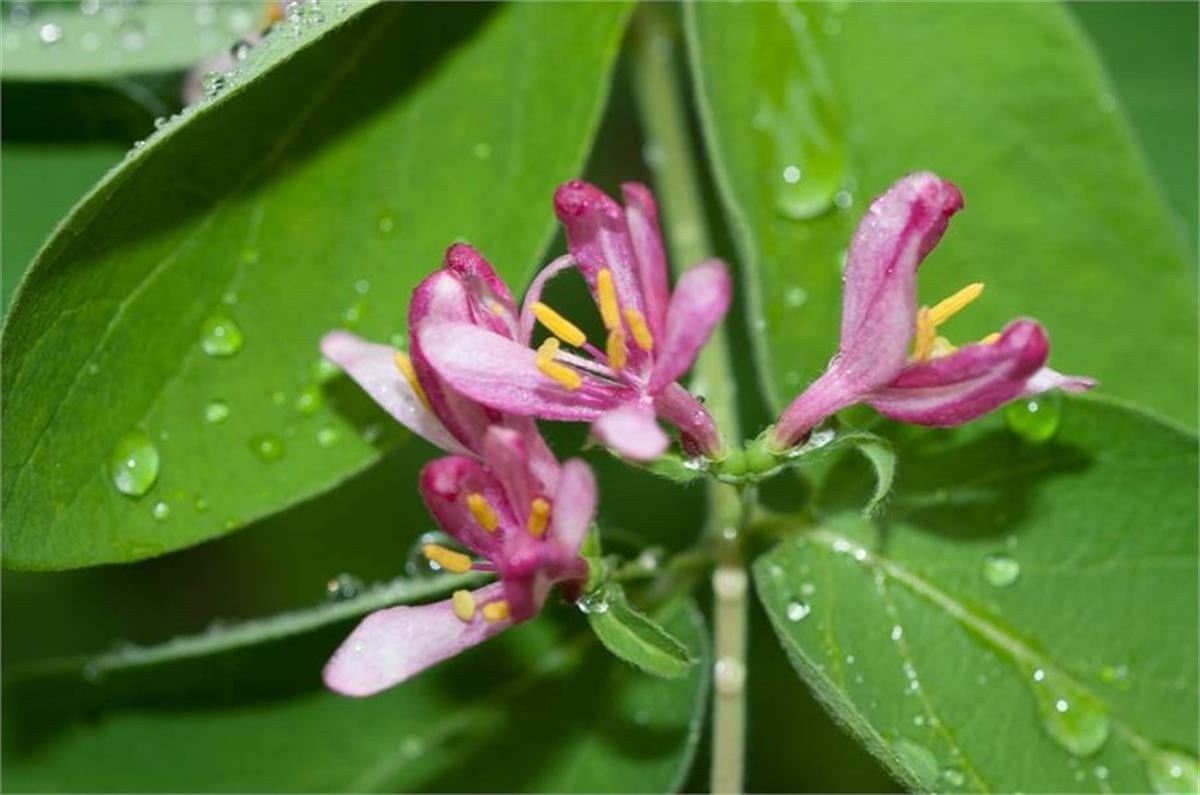 Lonicera tatarica Tatar Hanımeli fidanı