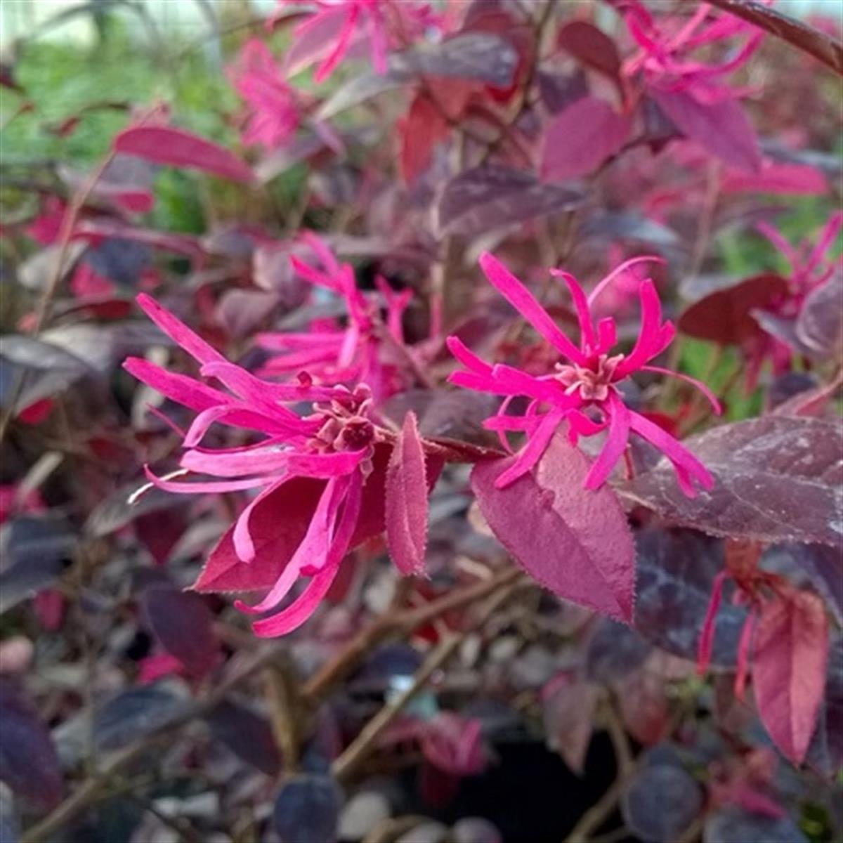 Loropetalum chinense Fire Dance Lorapetalum fidanı