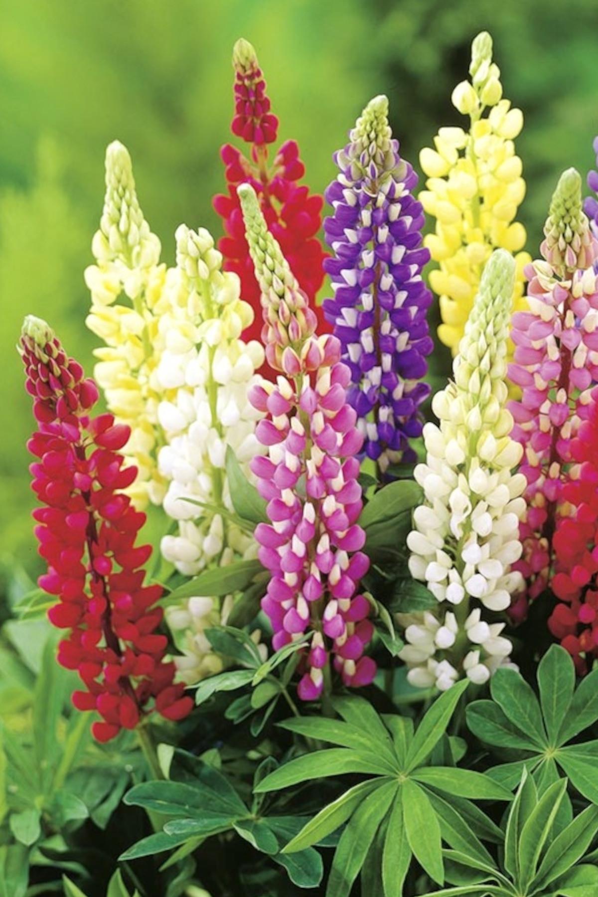 Lupinus polyphyllus Acı Bakla Fidesi
